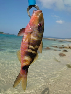 オジサンの釣果