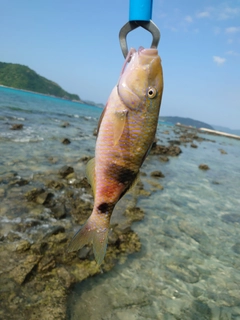 オジサンの釣果