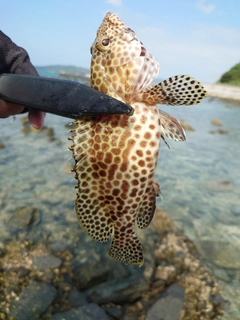 イシミーバイの釣果