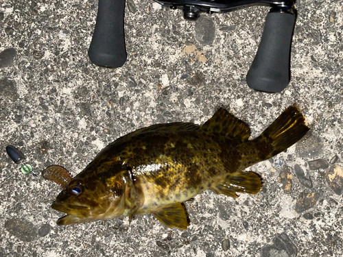 タケノコメバルの釣果