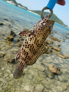 イシミーバイの釣果