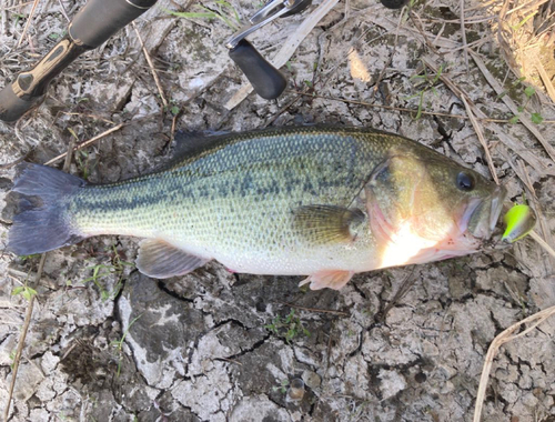 ブラックバスの釣果