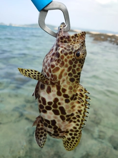 イシミーバイの釣果