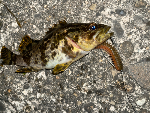 タケノコメバルの釣果