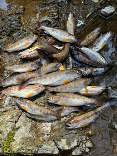 アマゴの釣果