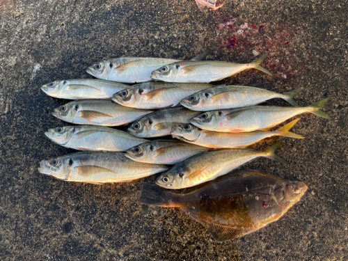 アジの釣果