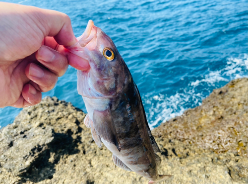 ホッケの釣果