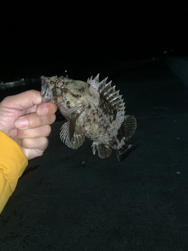 ムラソイの釣果