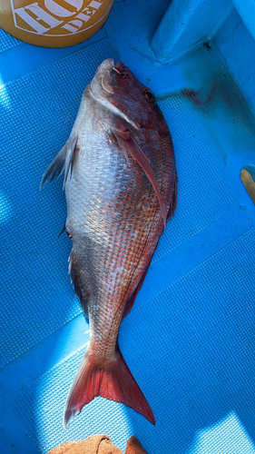 マダイの釣果