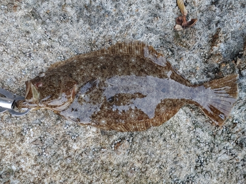 ヒラメの釣果