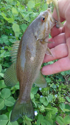 スモールマウスバスの釣果