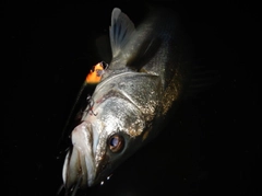 スズキの釣果