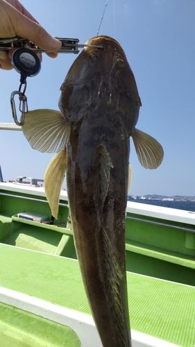 マゴチの釣果