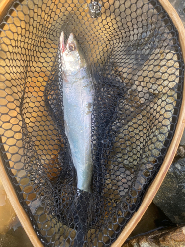 シラメの釣果