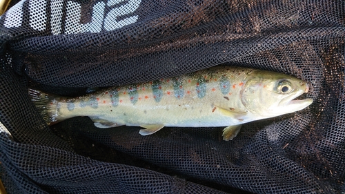 アマゴの釣果