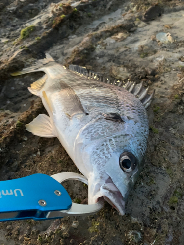 キビレの釣果