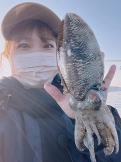 コウイカの釣果