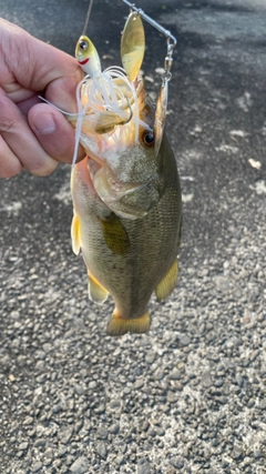 ラージマウスバスの釣果