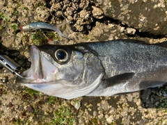 ヒラスズキの釣果