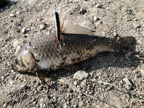 フナの釣果