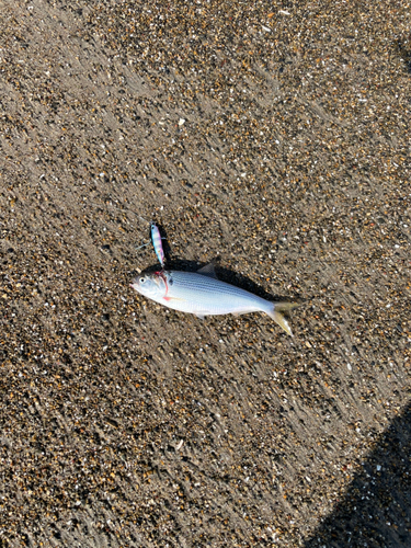 コノシロの釣果