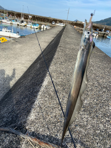 タチウオの釣果