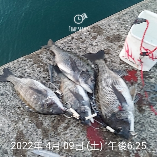 チヌの釣果