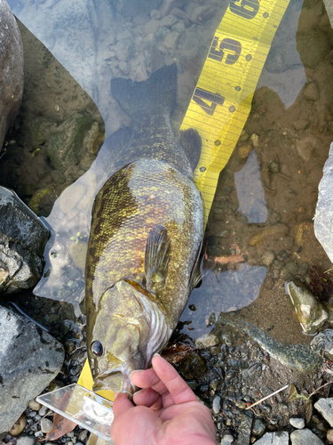 スモールマウスバスの釣果