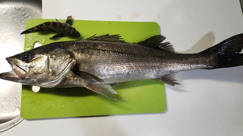 フッコ（マルスズキ）の釣果