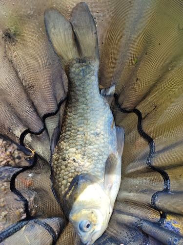 ヘラブナの釣果