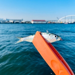 サッパの釣果