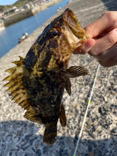 タケノコメバルの釣果