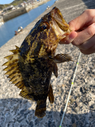 タケノコメバルの釣果