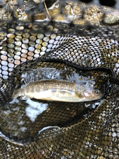 イワナの釣果