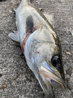 フッコ（マルスズキ）の釣果