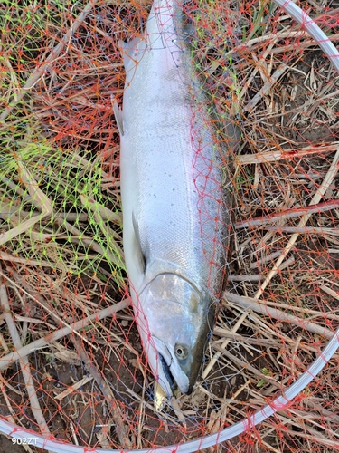 サクラマスの釣果