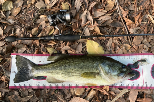 ブラックバスの釣果