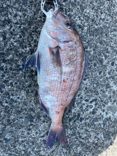 マダイの釣果