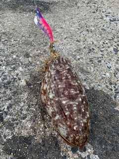 コウイカの釣果