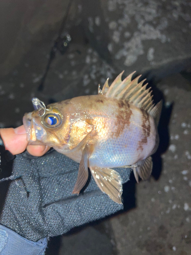 シロメバルの釣果