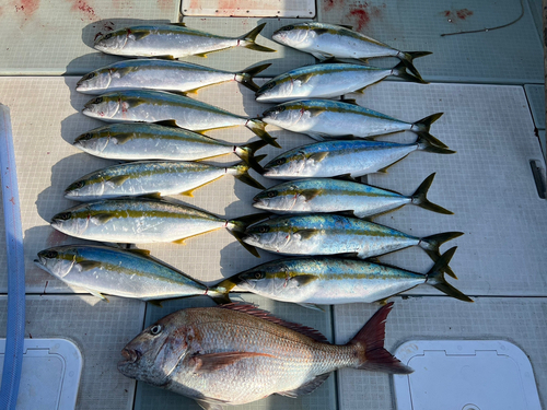 タイの釣果