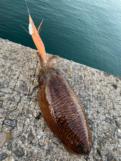 コウイカの釣果