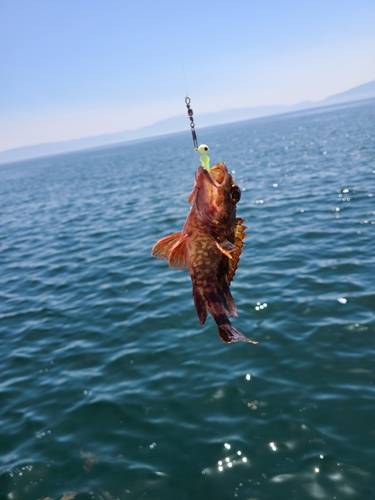 アラカブの釣果