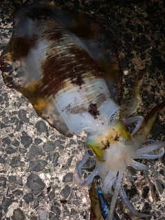 アオリイカの釣果