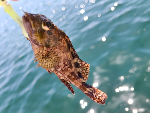 アラカブの釣果