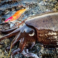 カミナリイカの釣果