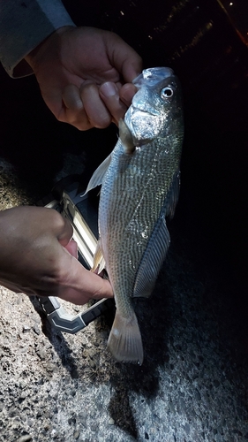 セイゴ（タイリクスズキ）の釣果