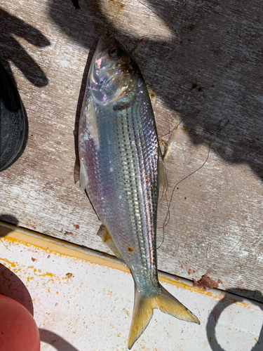 コノシロの釣果