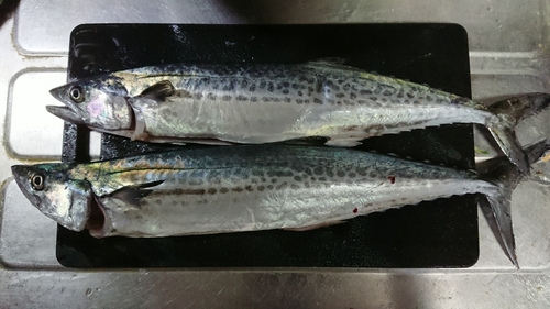 サゴシの釣果