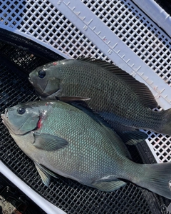 クロメジナの釣果